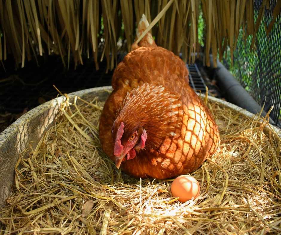 Peuton manger les oeufs des poules qui ont des poux rouges — free download